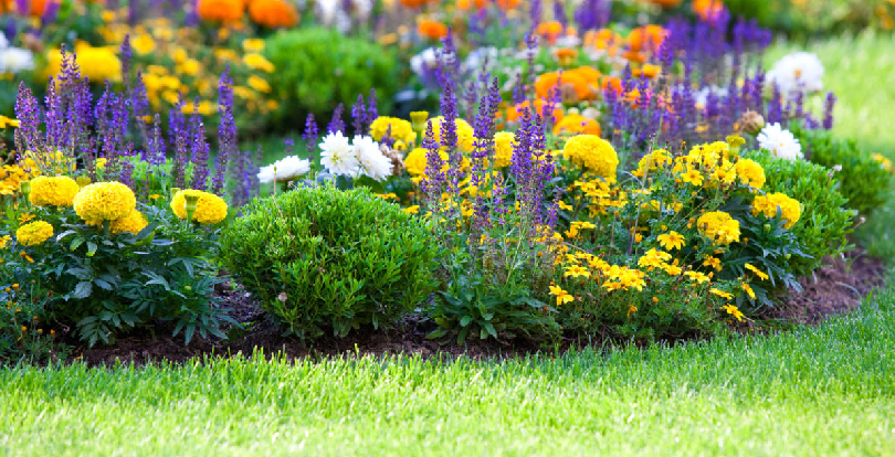 Как создать клумбу непрерывного цветения